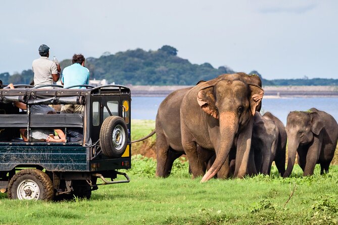 Safari Tours