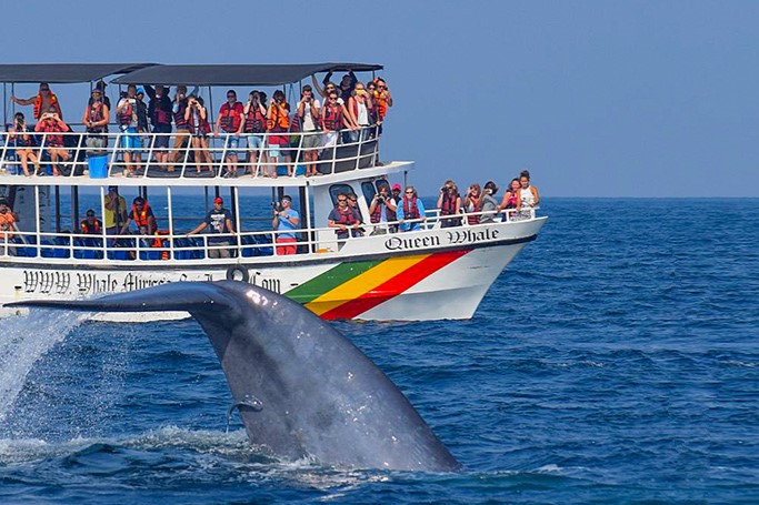 Whale Watching
